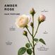 Парфумована вода для волосся з шимером Amber Rose Hair Perfume Triology 30 мл 3175527812 фото 3